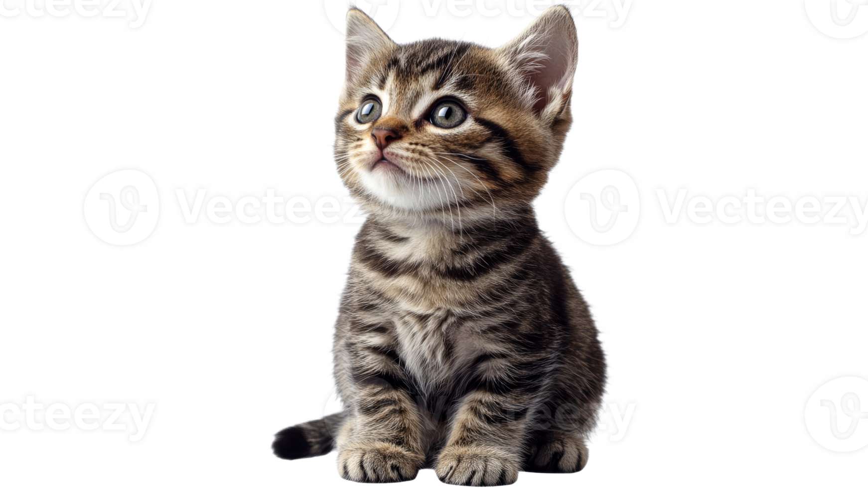 Curious tabby kitten in bright light png