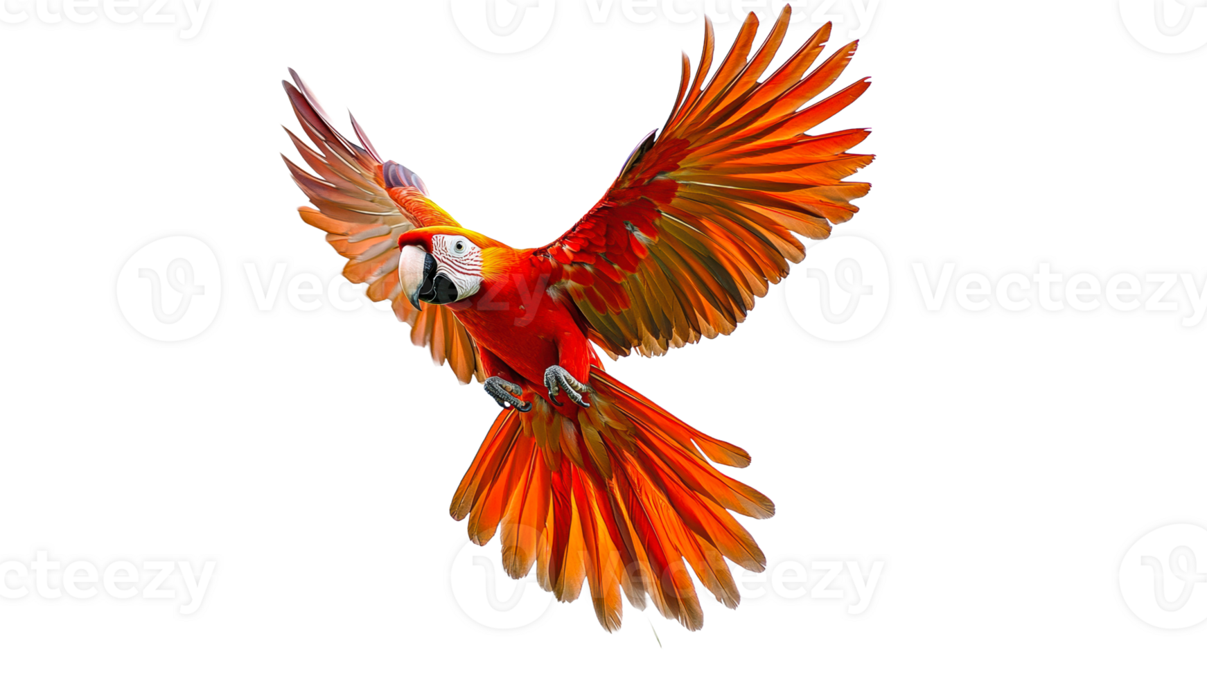 Scarlet macaw soaring against white png