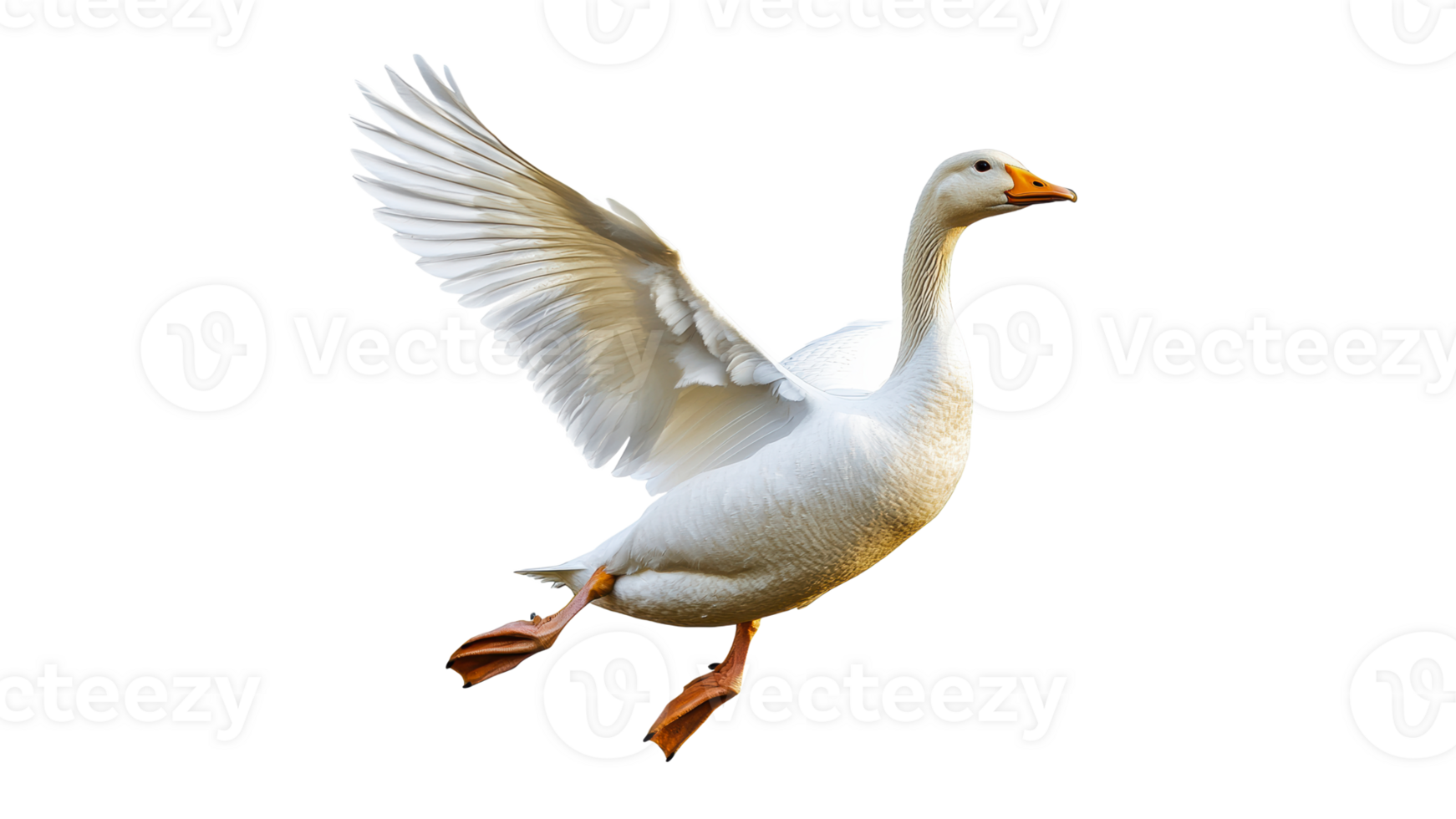 White goose in flight above a clear background png