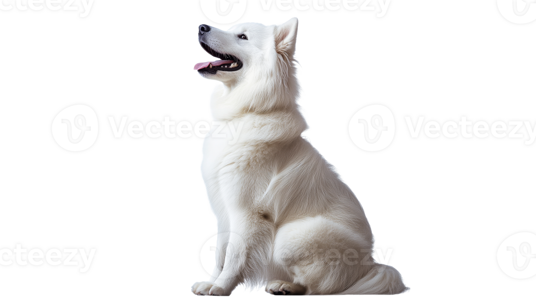 Calm Samoyed dog on plain backdrop png