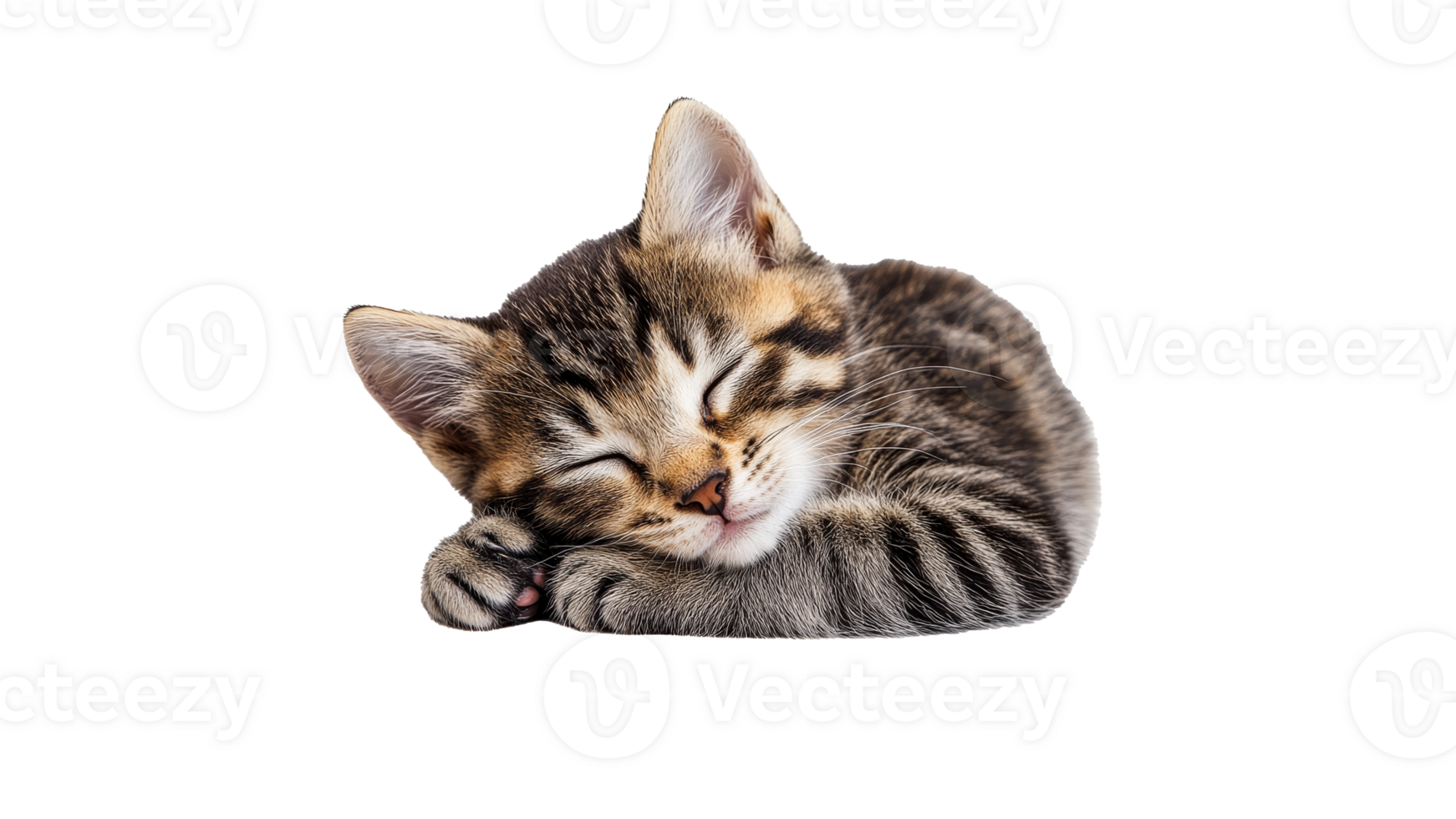 Cute tabby kitten sleeping soundly on soft surface png