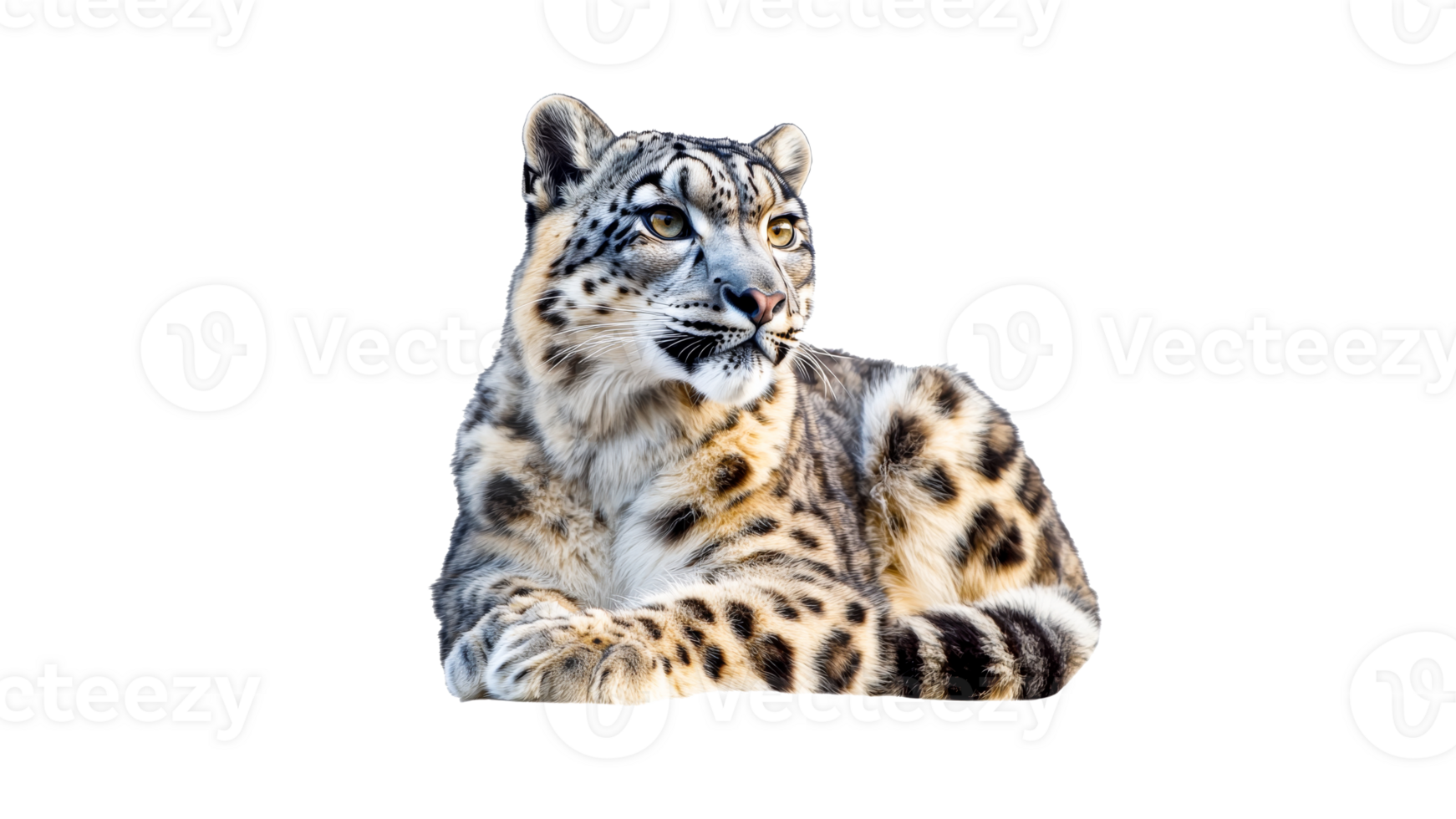 Snow leopard relaxed on white backdrop png