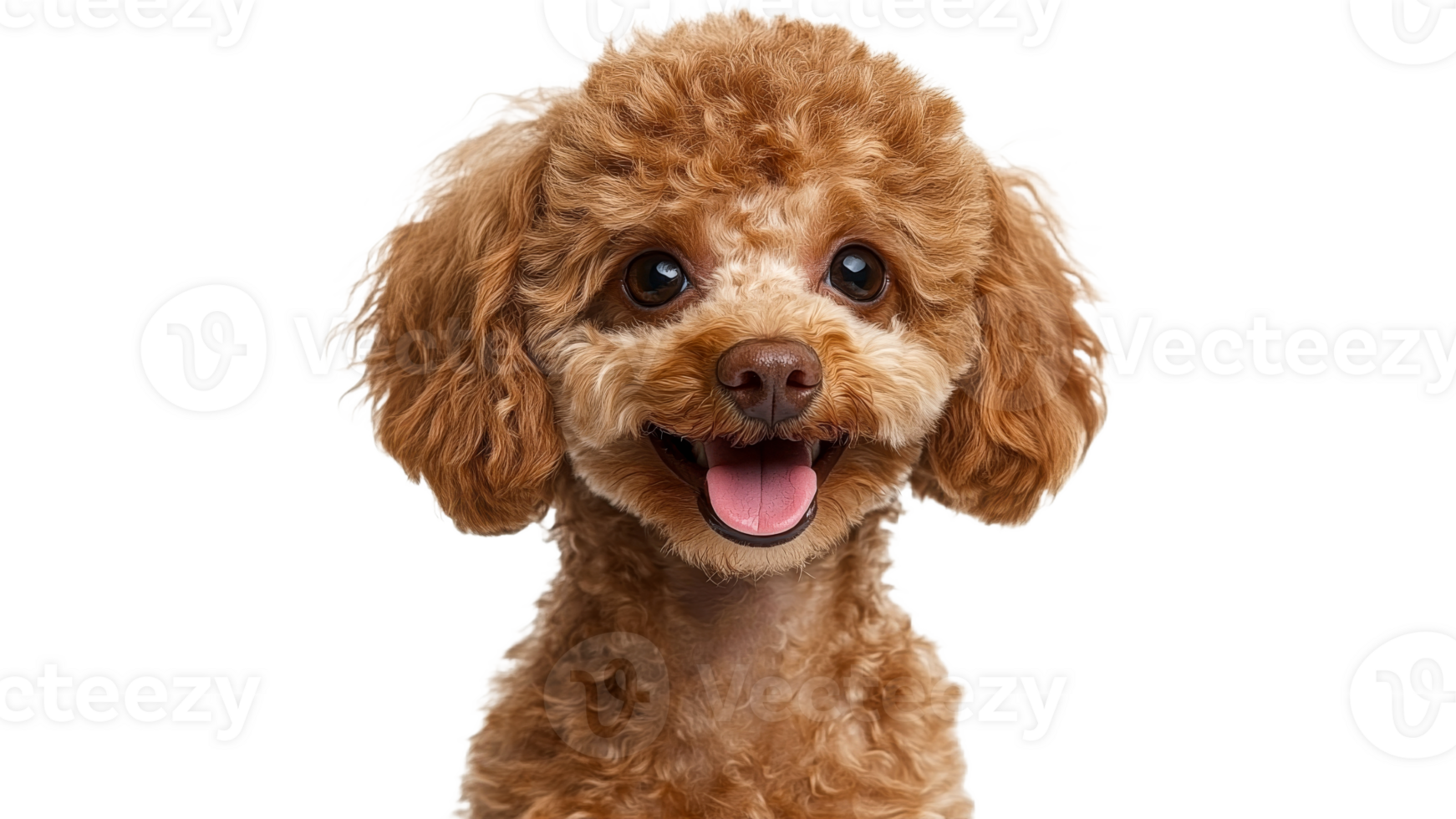Happy brown poodle with curly fur and bright eyes png