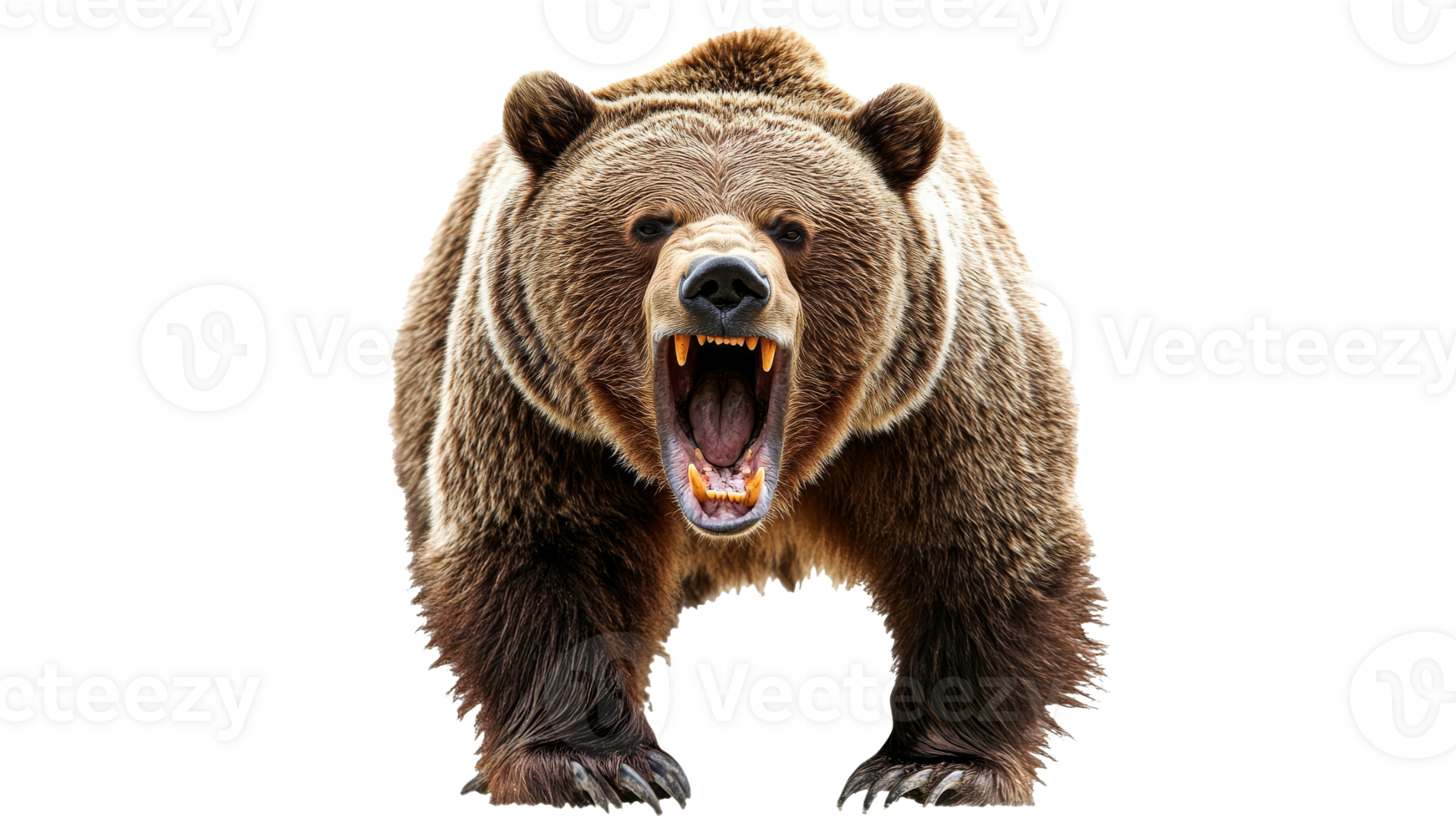 Grizzly bear showing teeth in the wild png