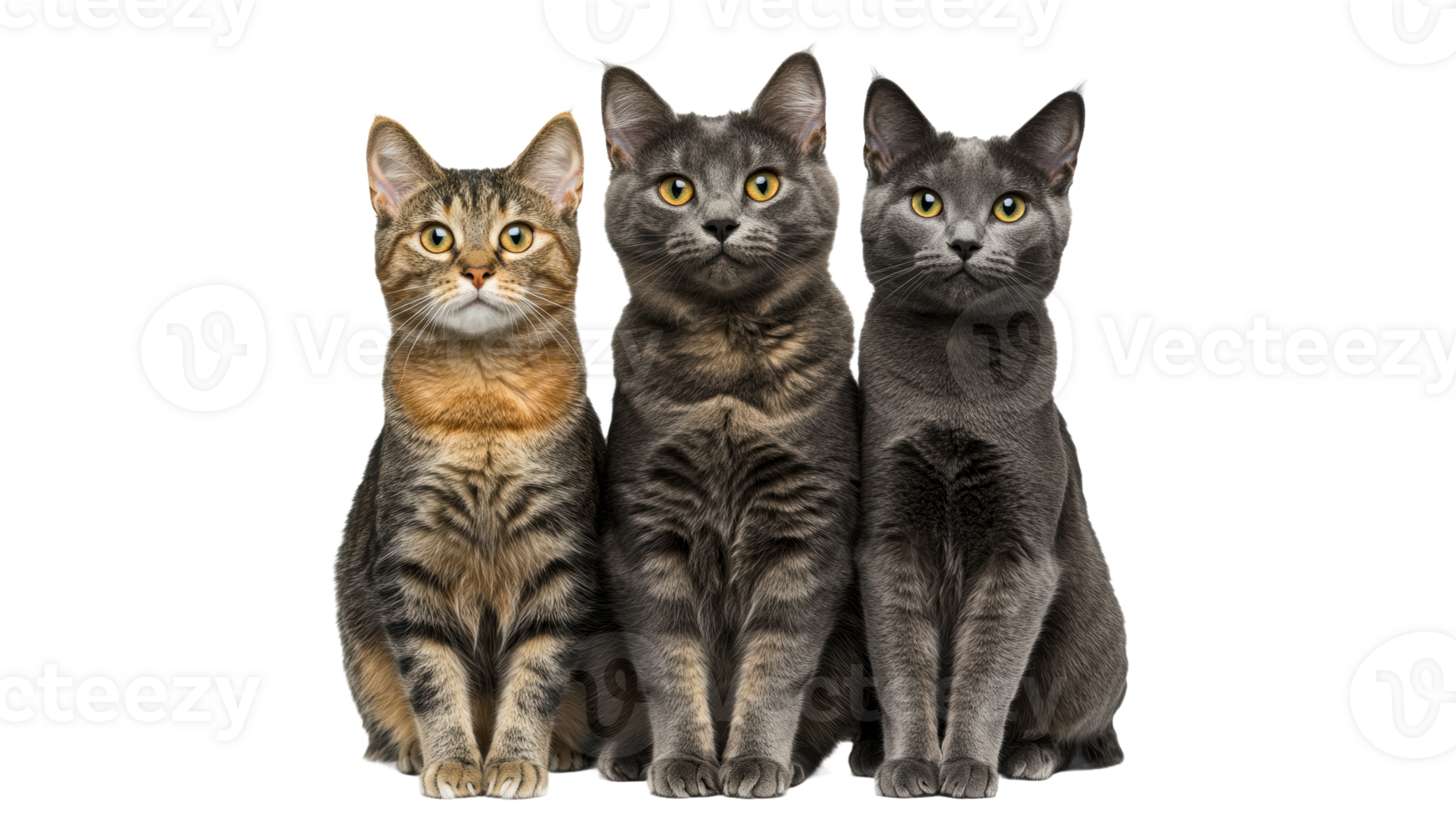 Three adorable cats posing together for a photo png