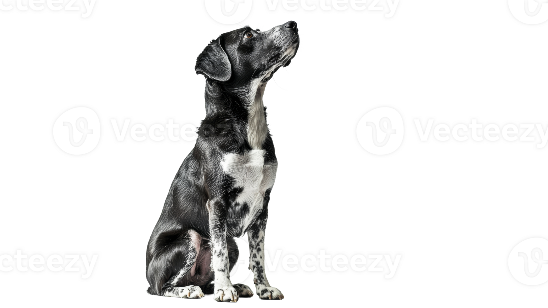 Black and white dog sitting and looking up png