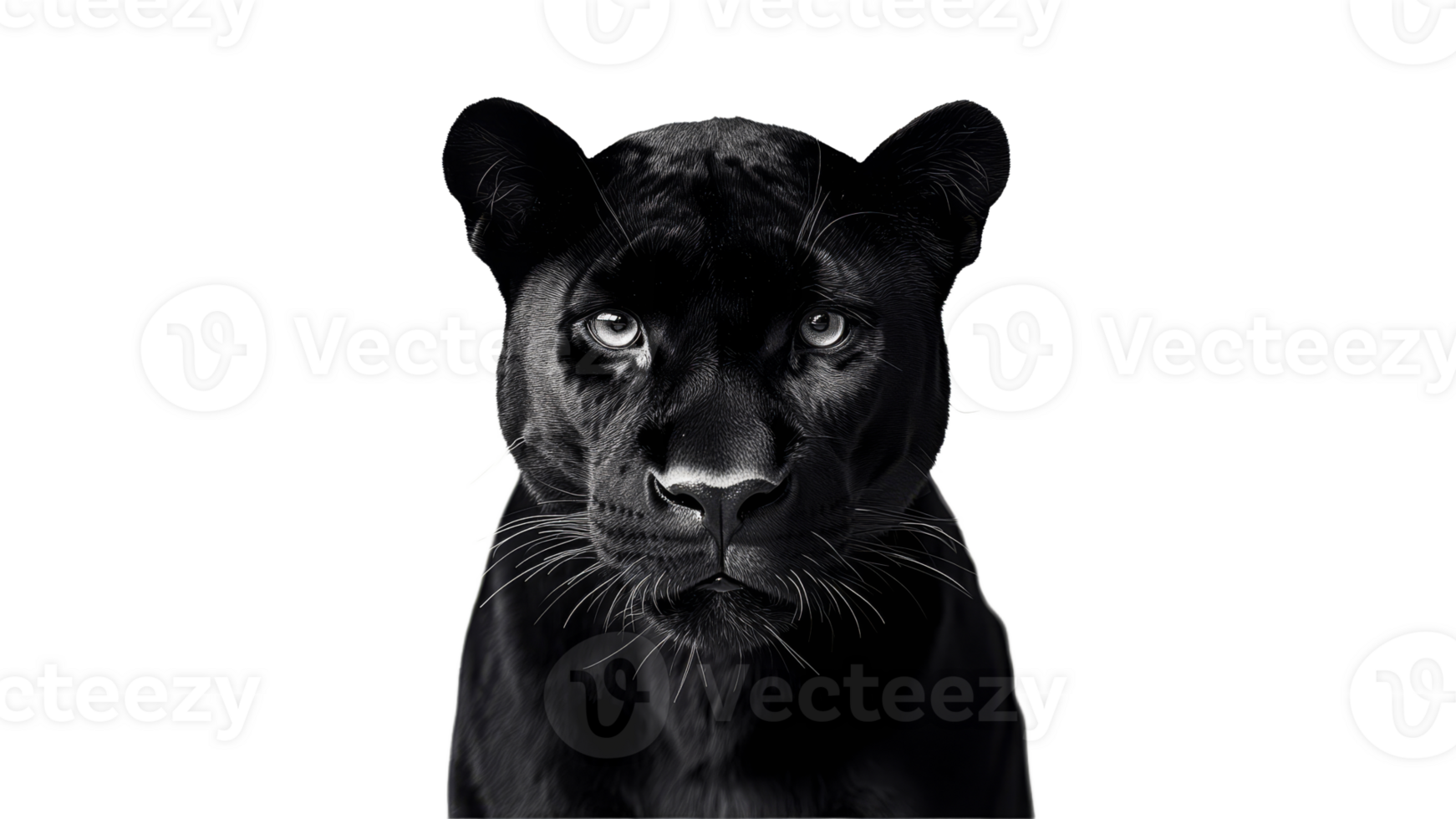 Black panthers intense gaze on white png