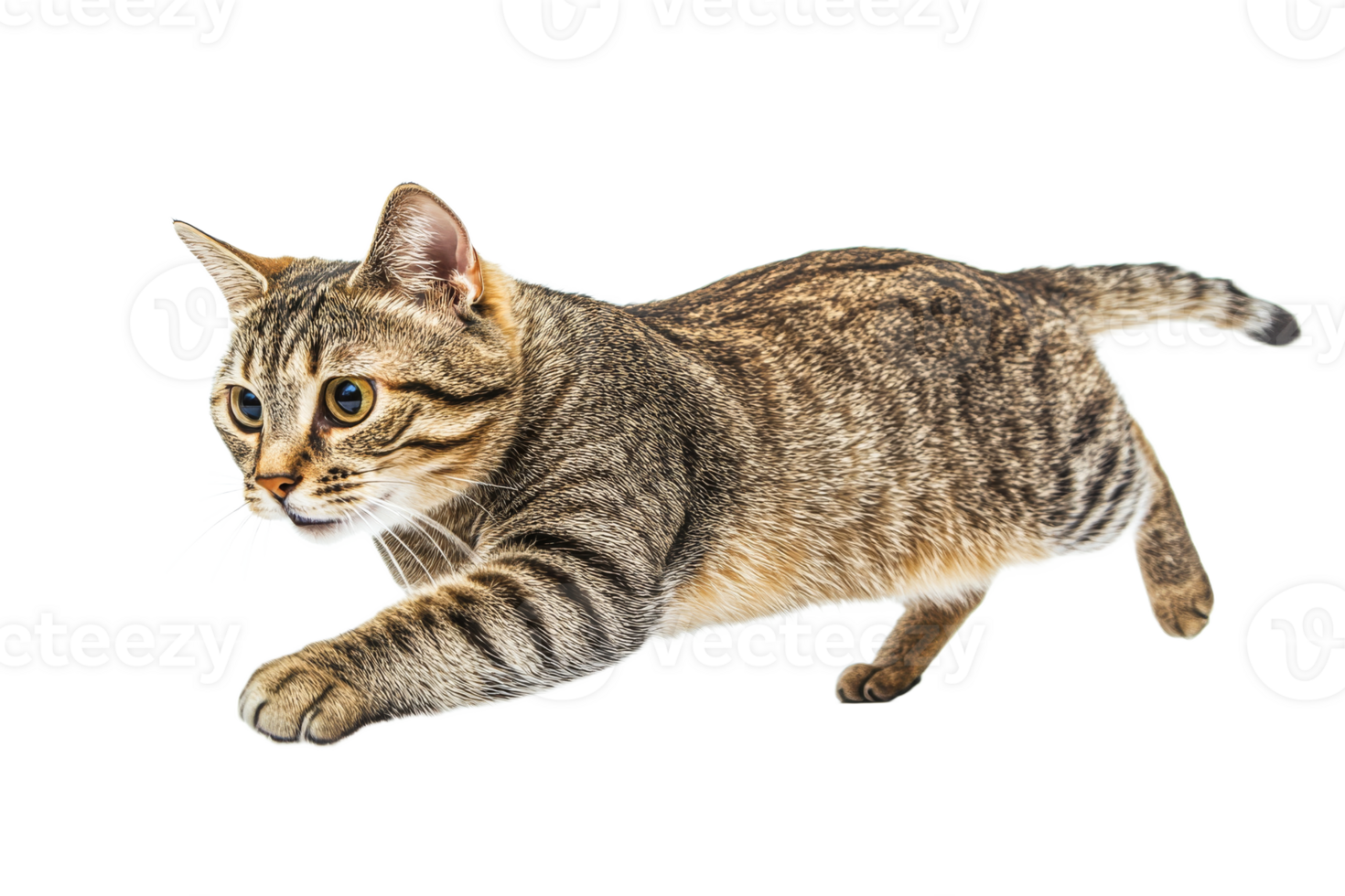 Cat in mid pounce on white background png