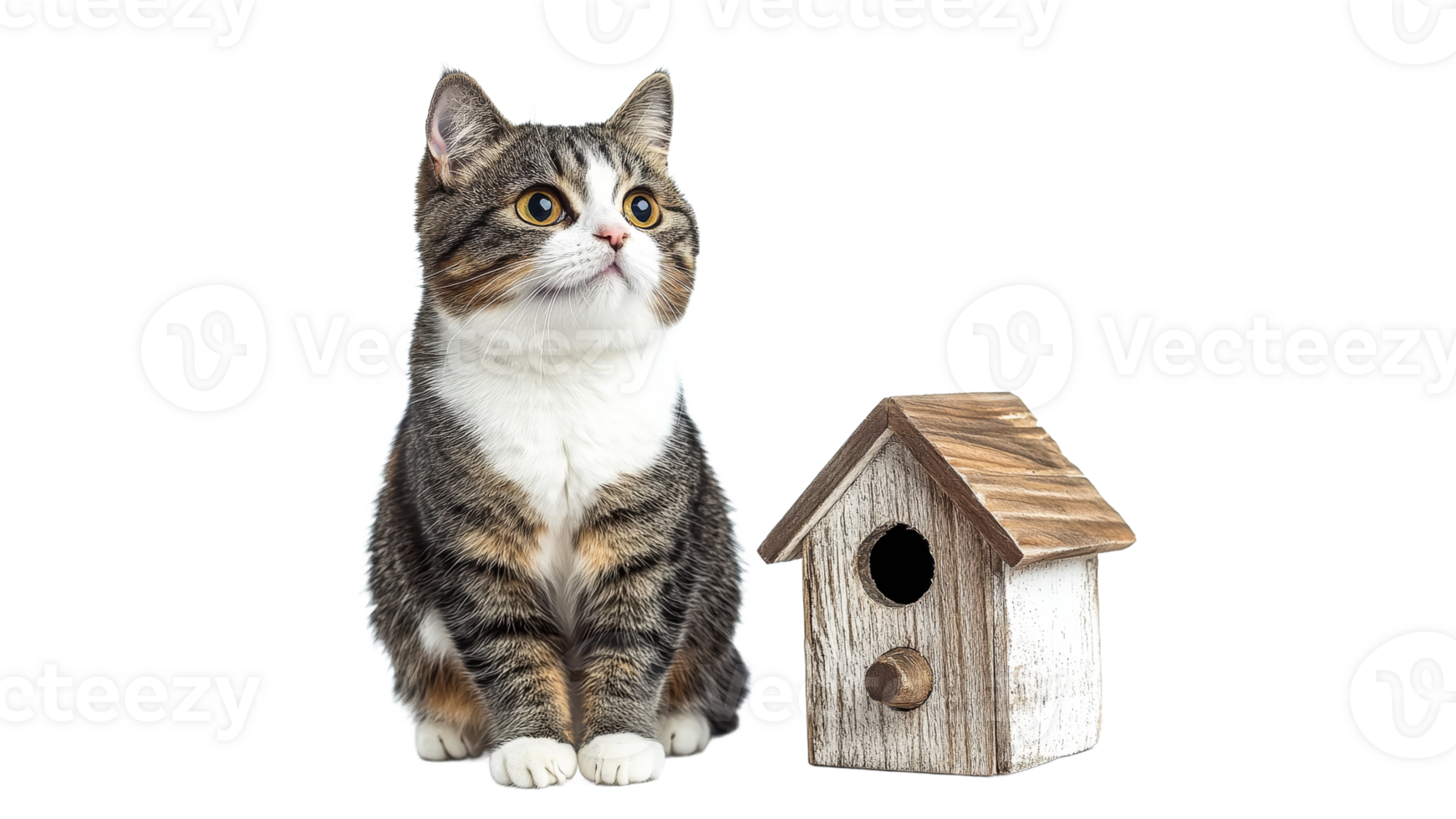 Cat sitting beside a wooden birdhouse in a studio png