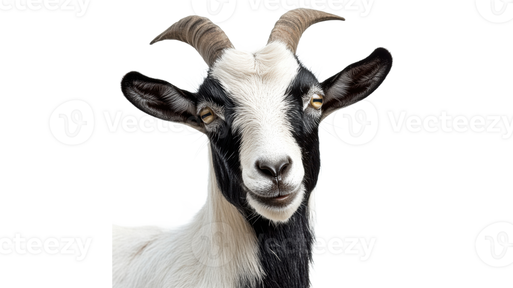 Goat with big horns looks relaxed png
