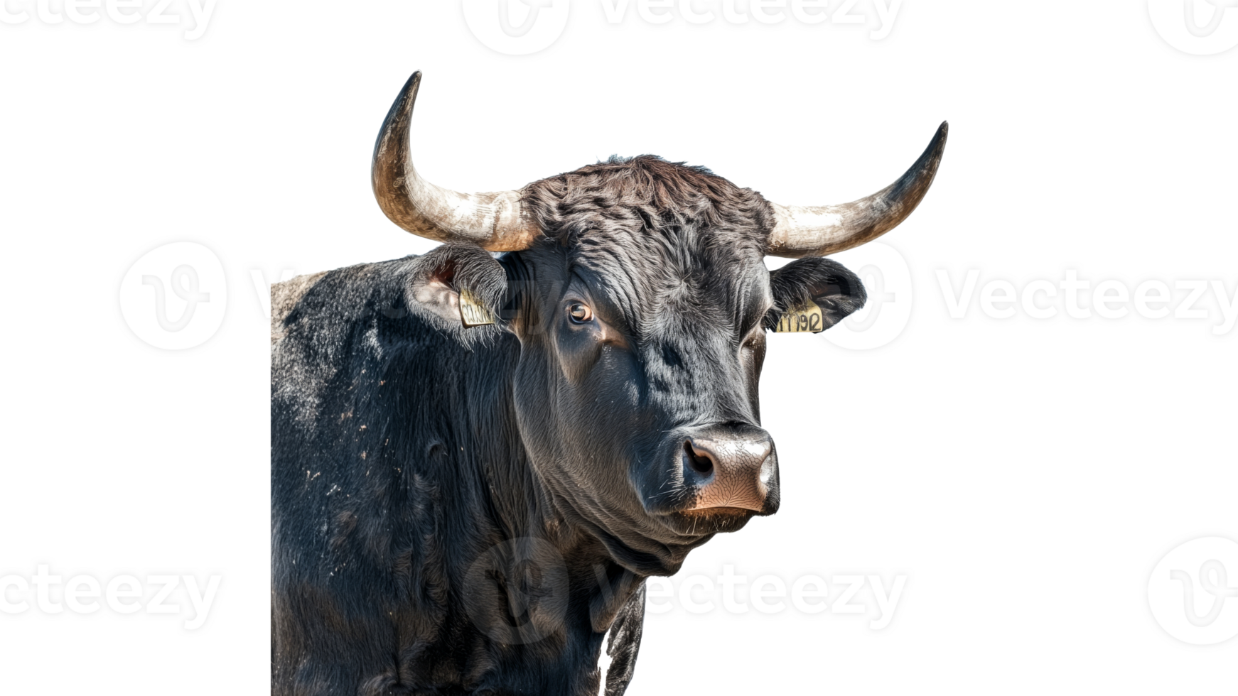 Black bull in natural setting during daylight png