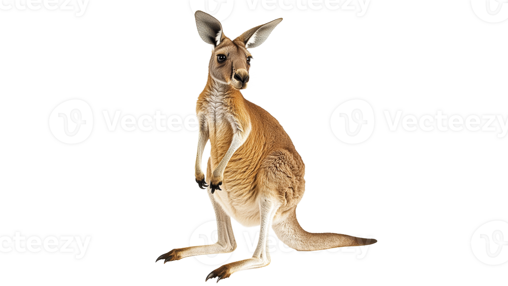 Kangaroo standing upright in a natural pose png