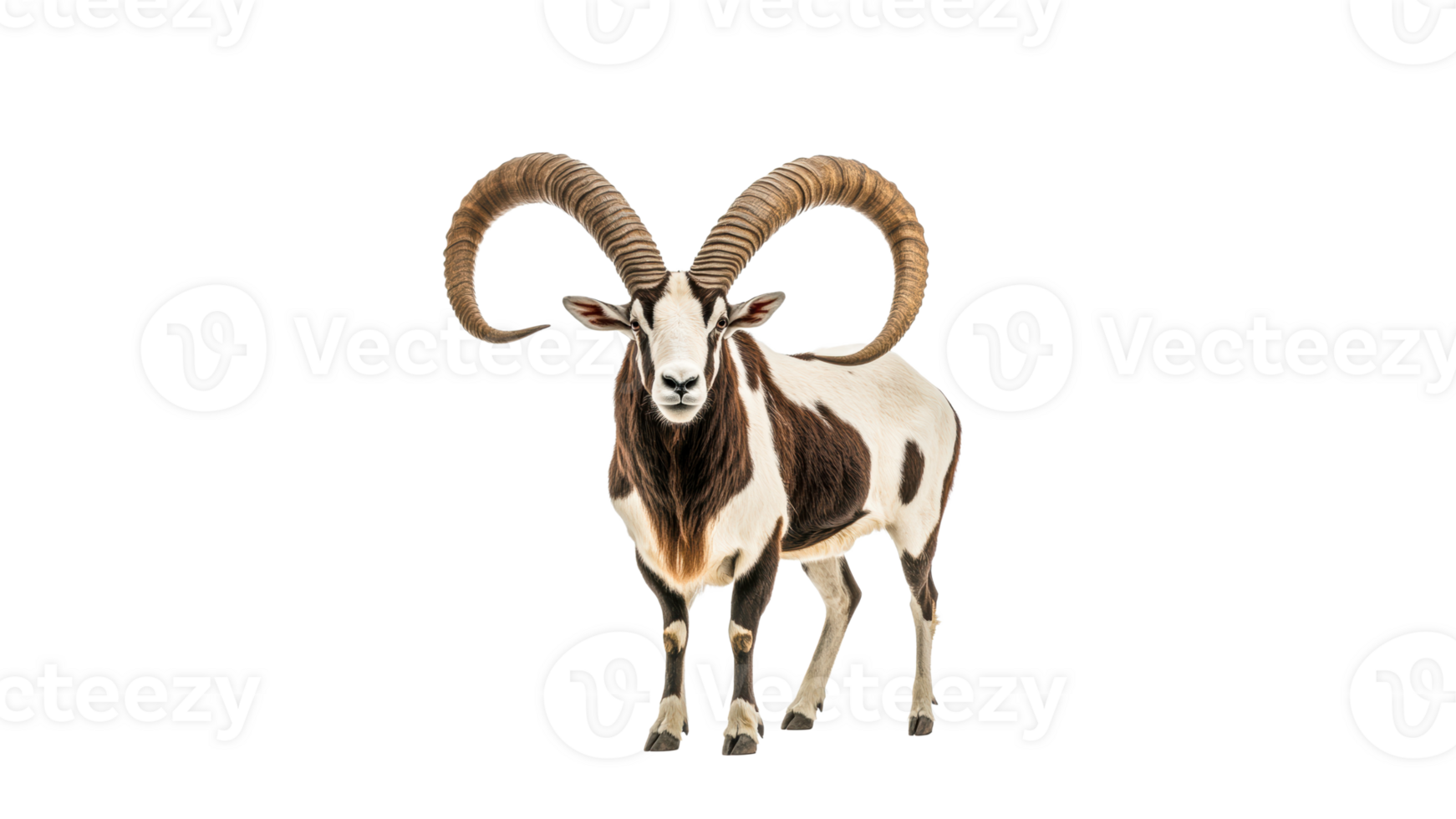 Ram with impressive horns poses boldly png