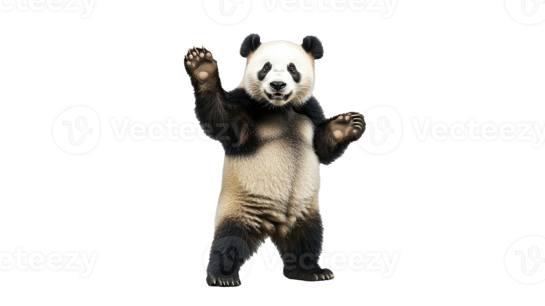 Panda standing and waving in playful pose png