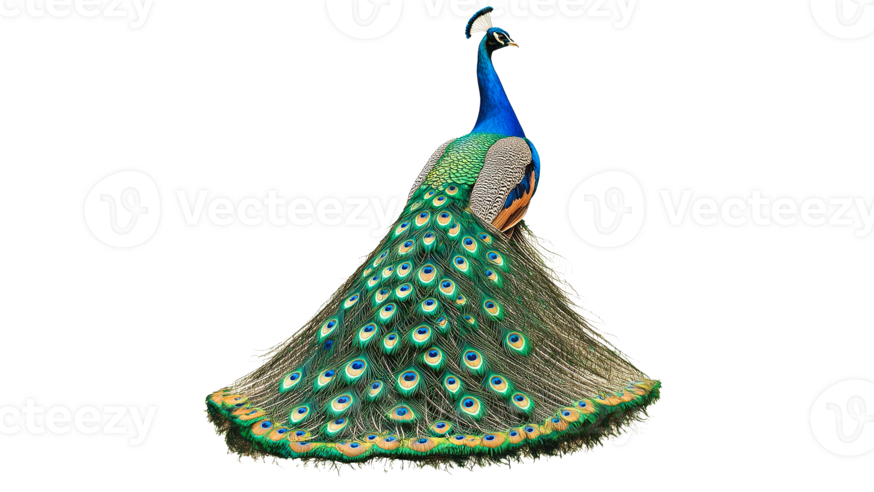 A stunning peacock shows off its vibrant feathers png