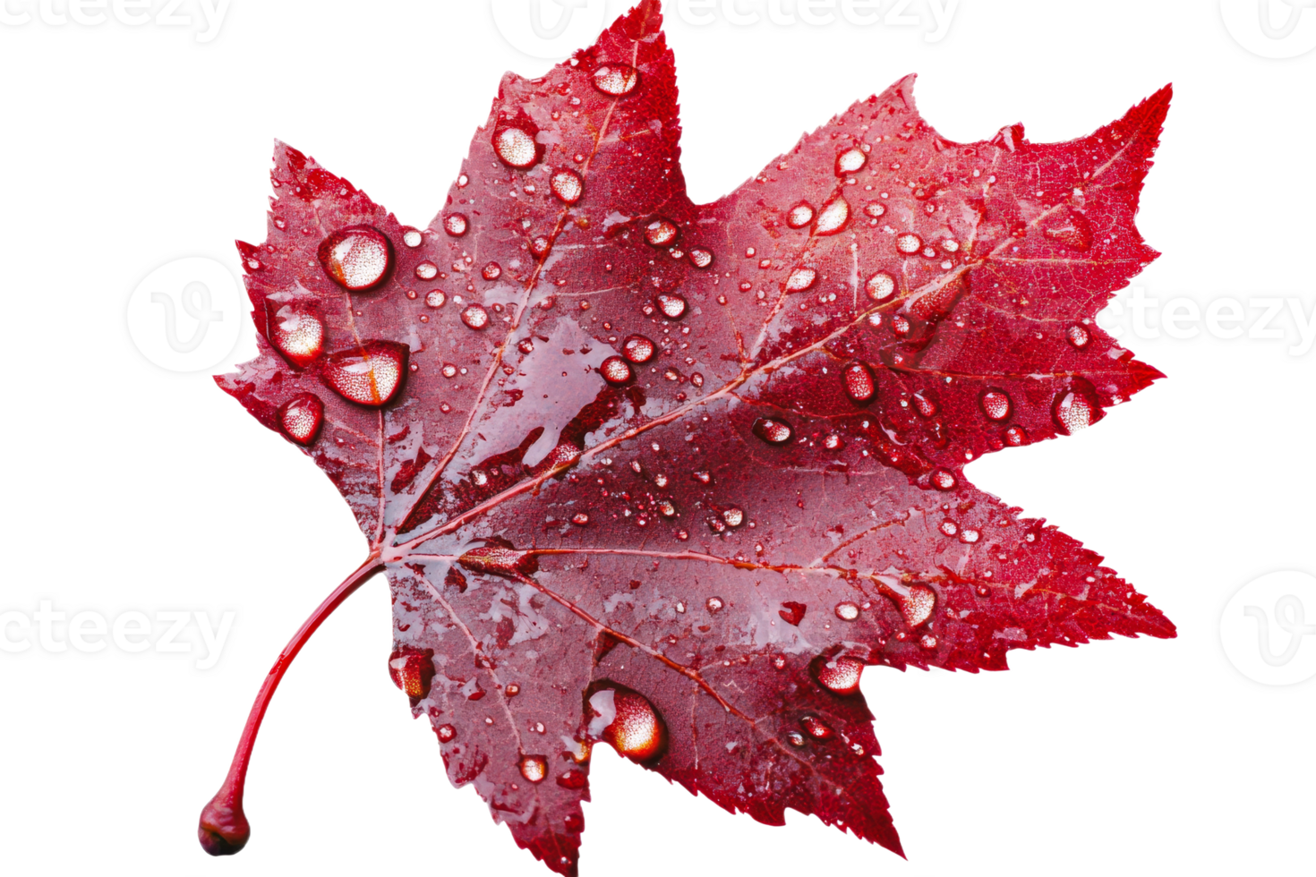 Vibrant red maple leaf with water droplets png