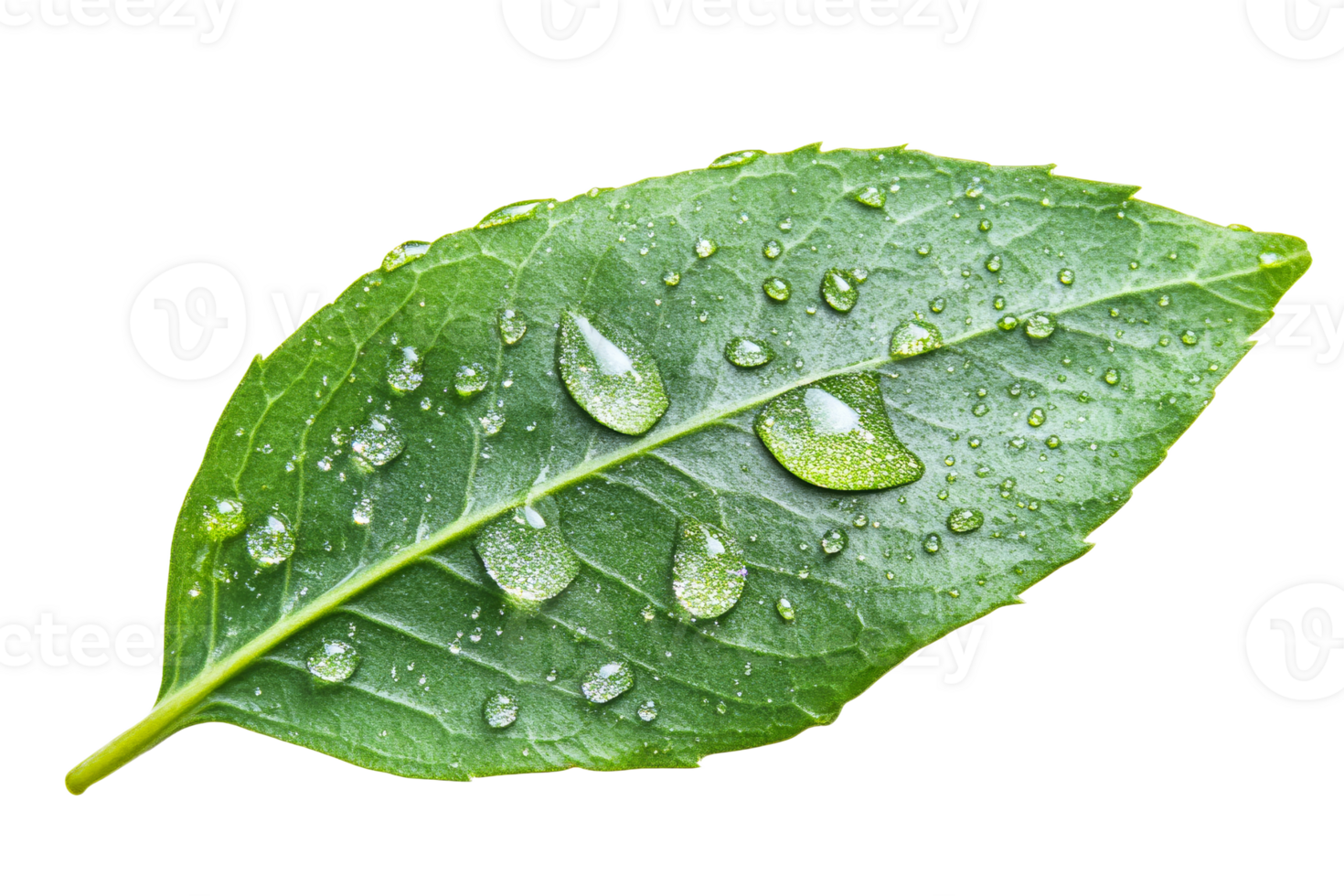Fresh green leaf with water droplets on it png