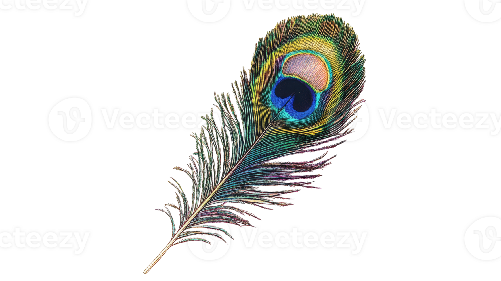 Colorful peacock feather on white png