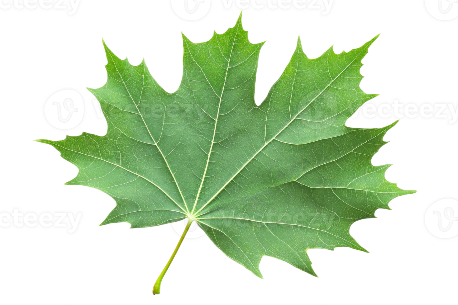 Maple leaf displayed on a white background png