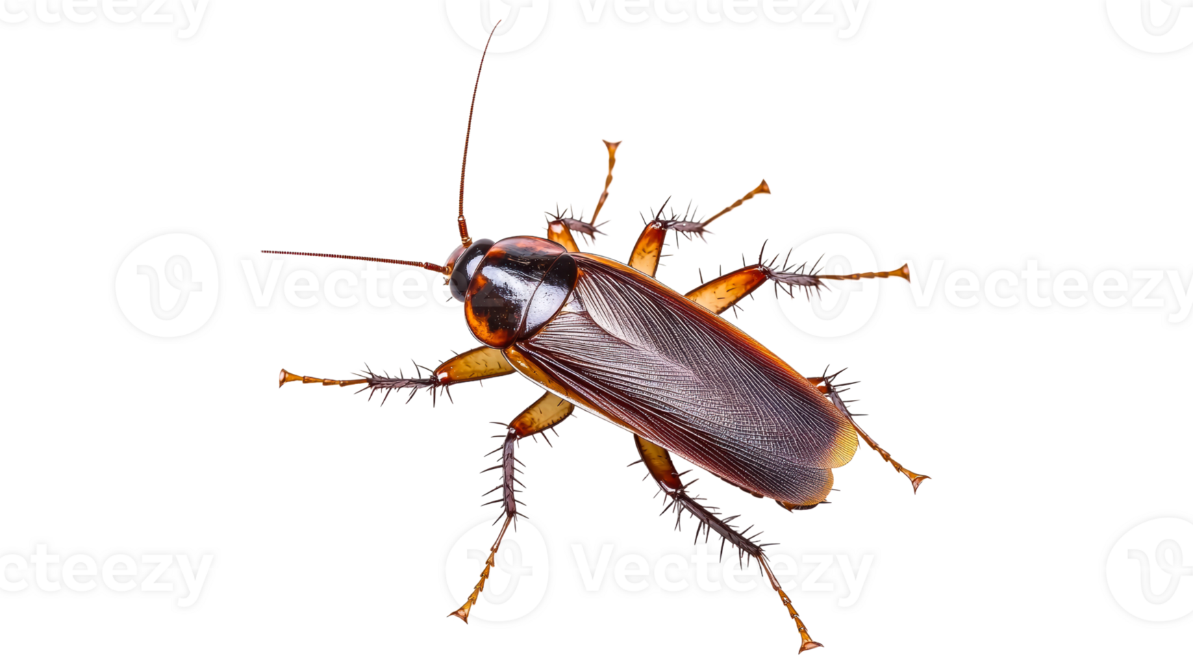 Cockroach on white background in close up view png