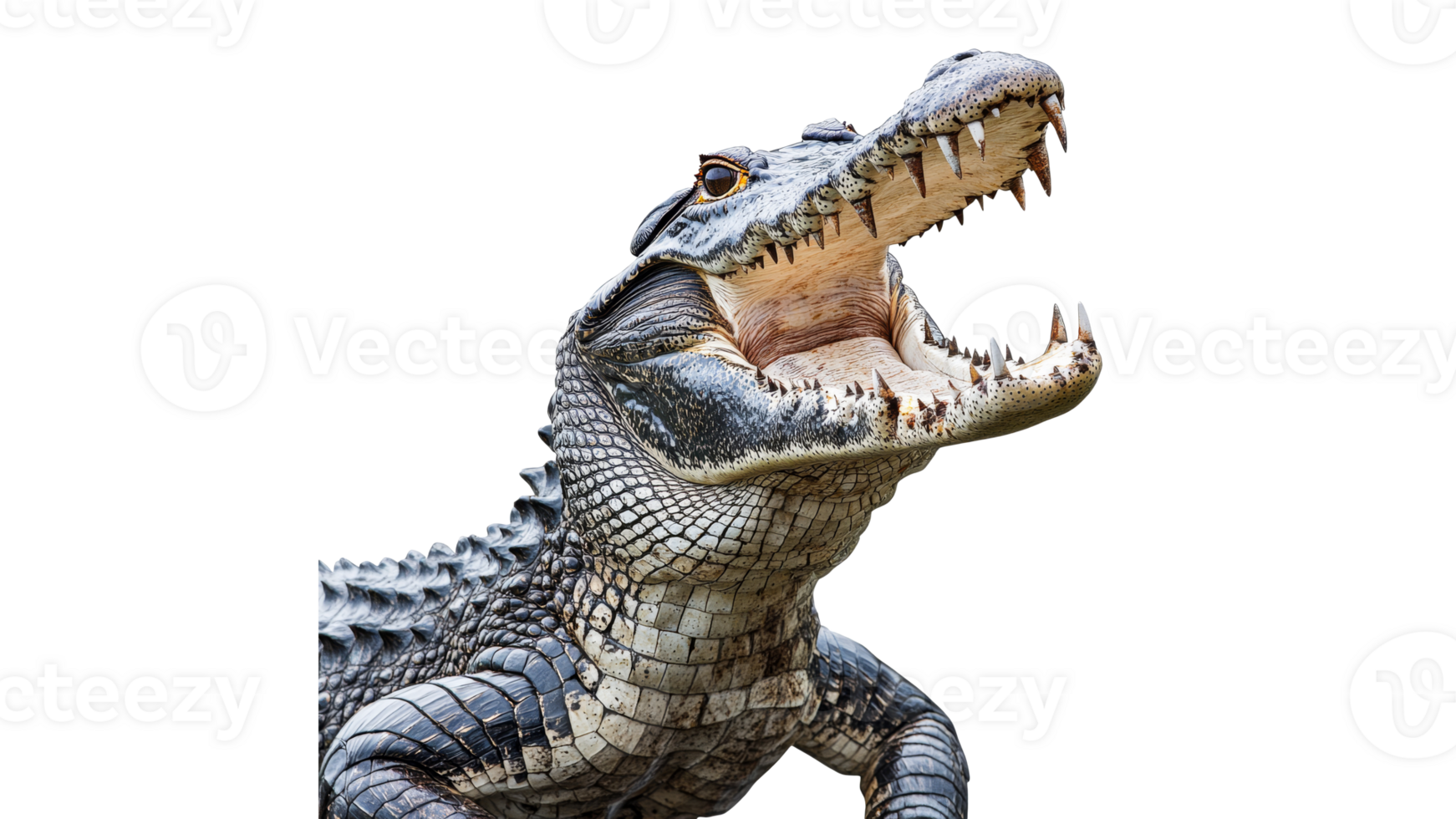 Detailed view of an alligator displaying its teeth png