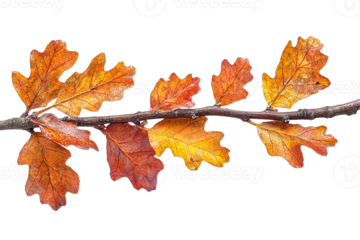 Colorful fall leaves on a branch in autumn scenery png