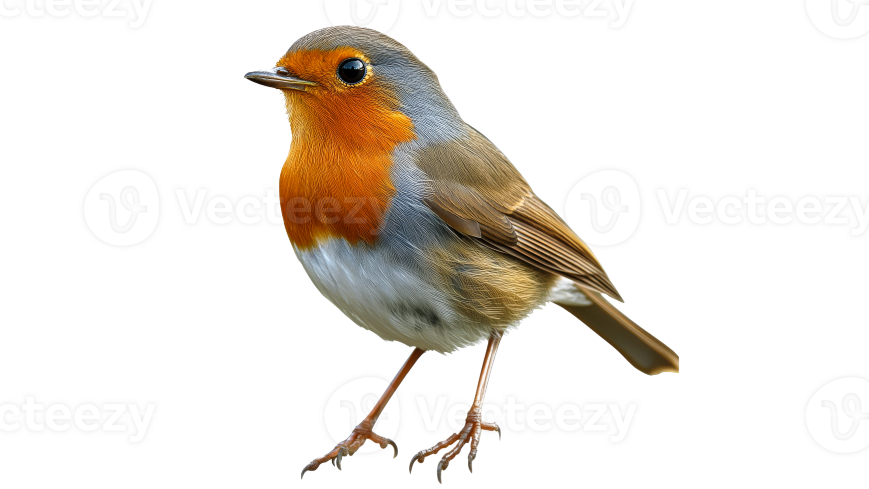 Colorful robin on a branch png