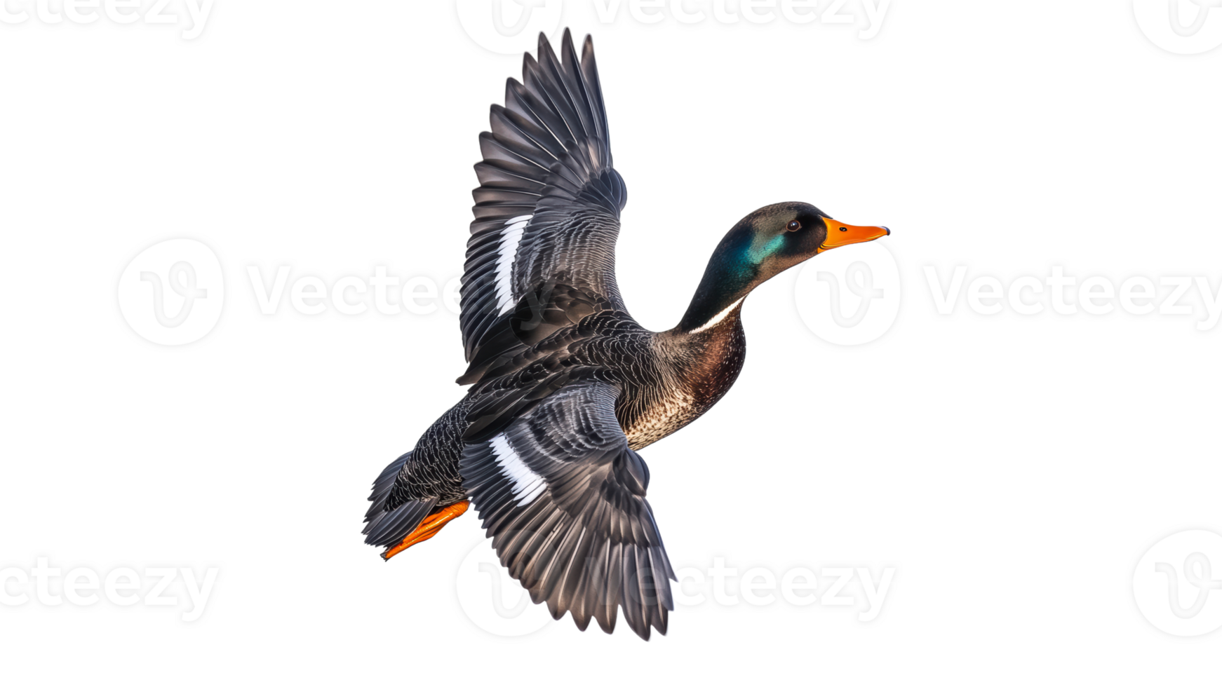 Colorful duck soaring through the sky at midday png