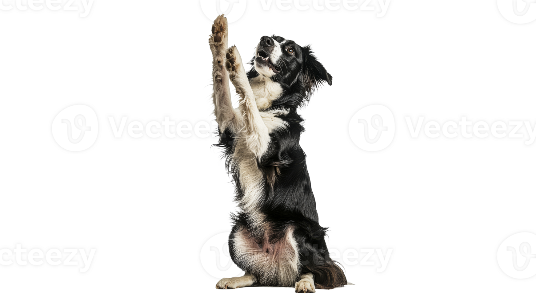 Dog performing a trick with raised paws indoors png