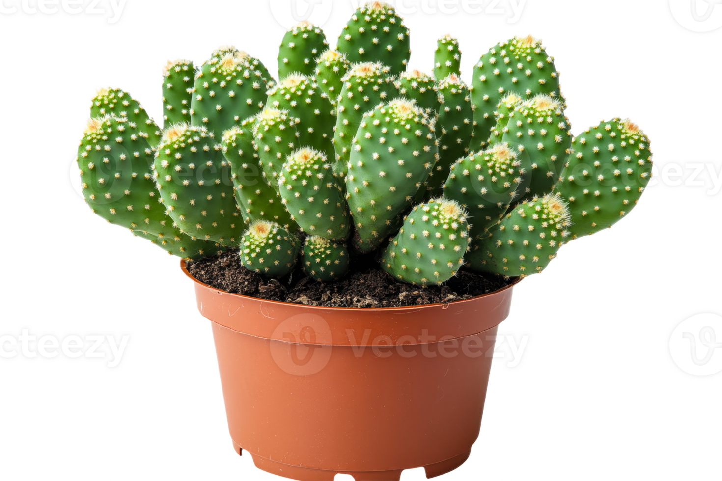 Bright green cactus in a pot on display png