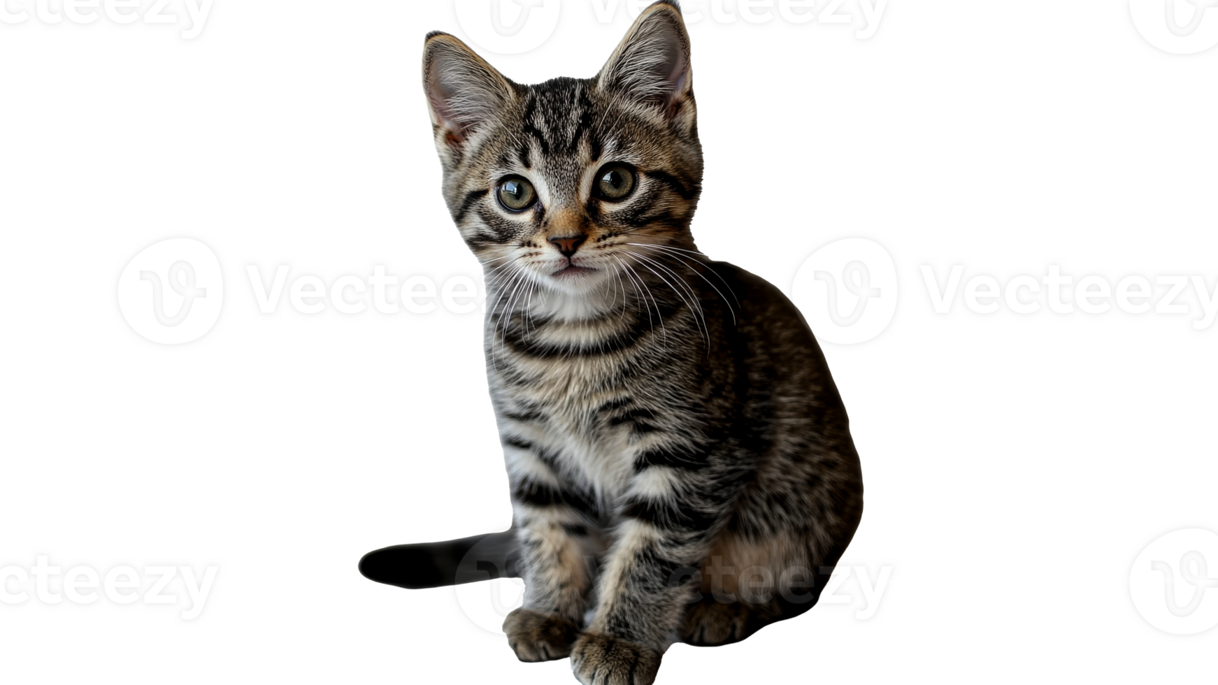 Cute tabby kitten sitting quietly indoors png