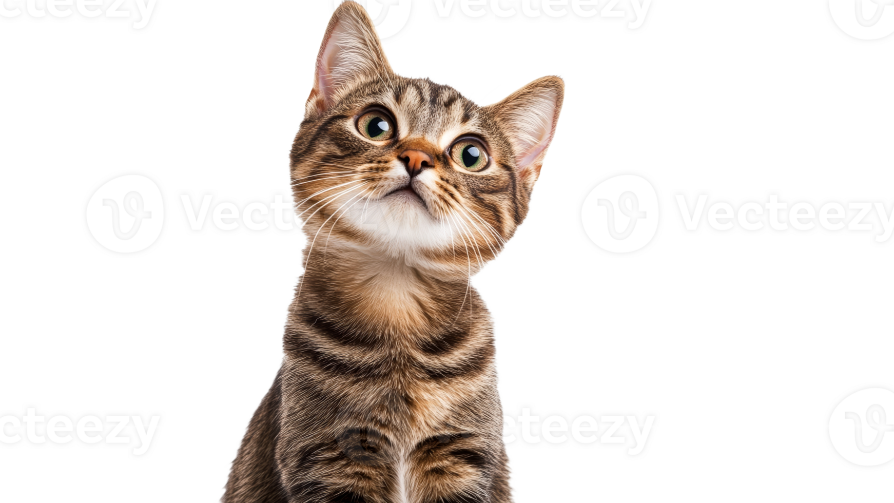 Playful tabby cat looking curiously above png
