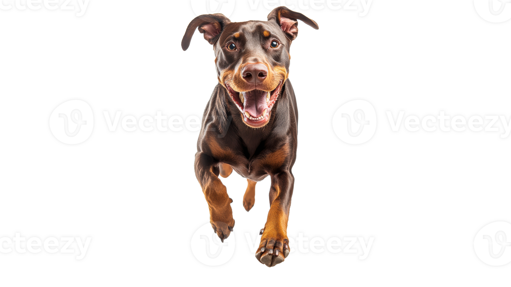 Happy dog running towards the camera with joy png