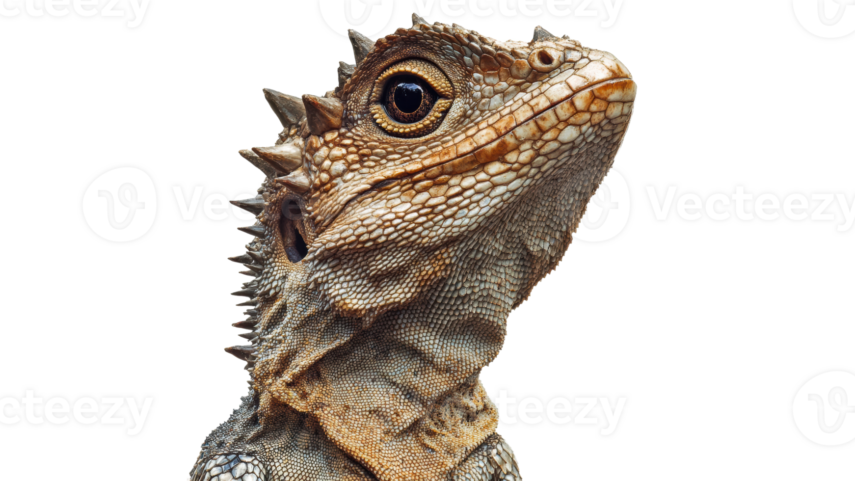 Bearded dragon in its natural habitat png
