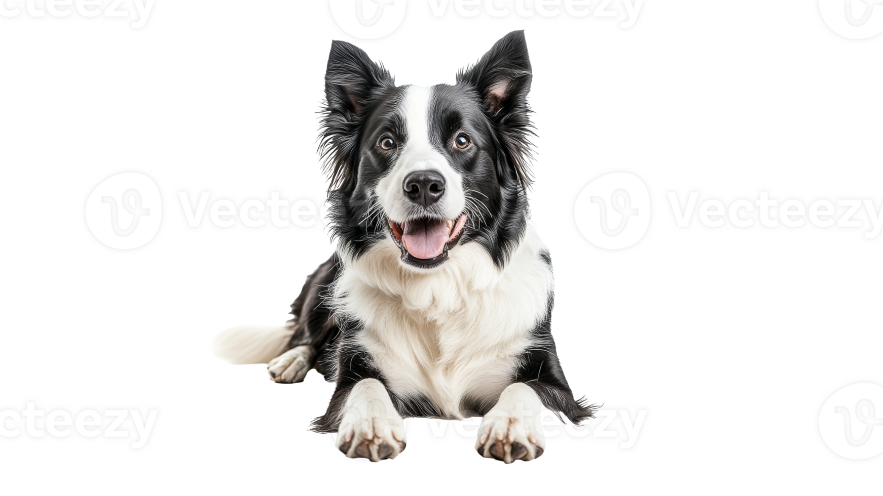 Happy border collie lying on a white background png