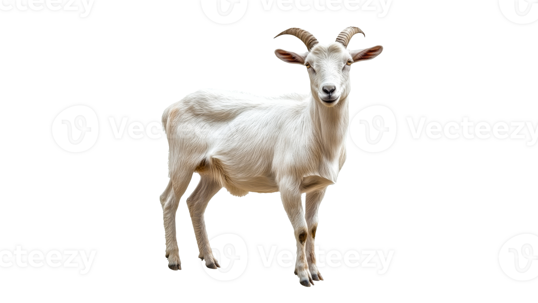 Cute white goat standing proudly in a bright space png