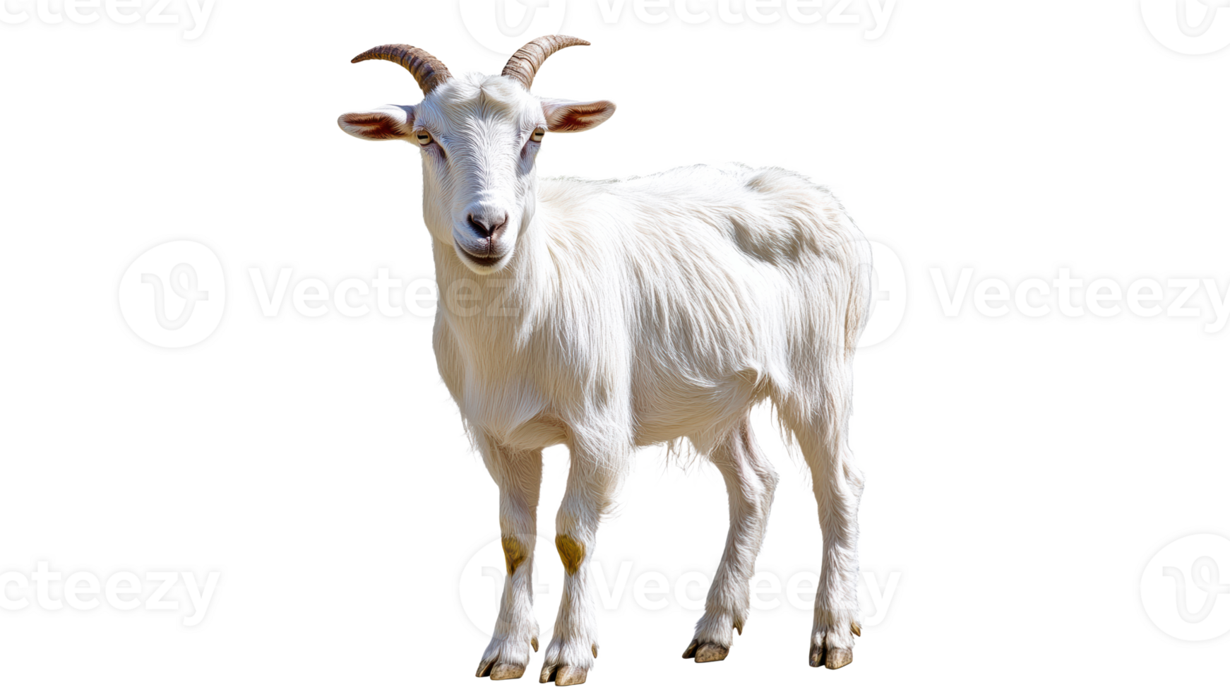 Cute white goat standing in bright light png