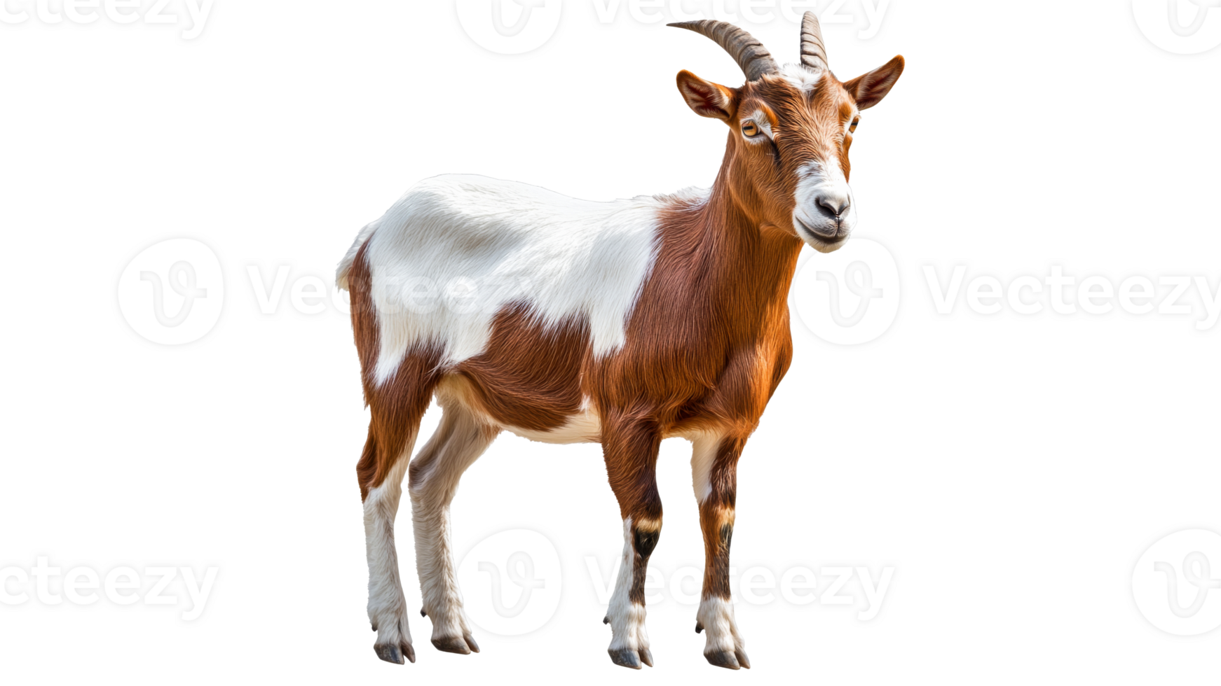 Brown and white goat outside png