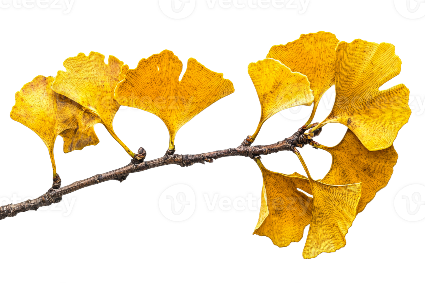 Ginkgo leaves showcase vibrant autumn colors png