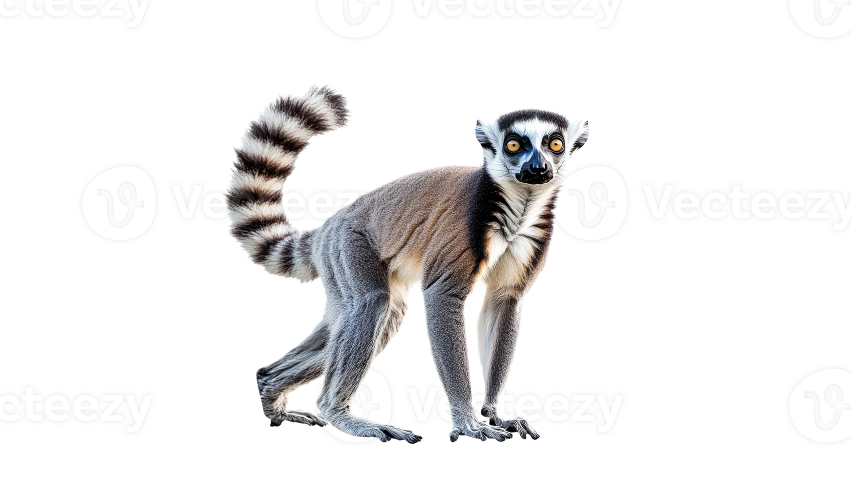 Lemur in a playful stance with tail raised high png
