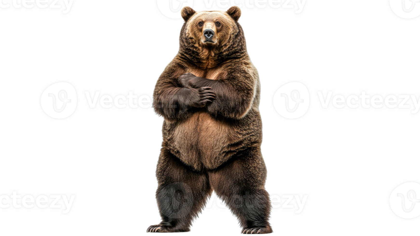 Brown bear standing in a natural pose png