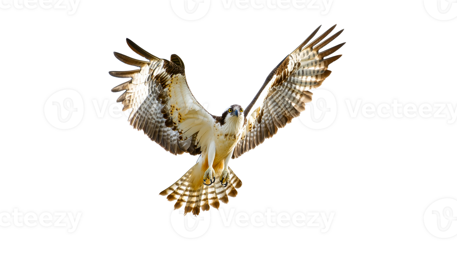 Majestic hawk soaring through clear sky png