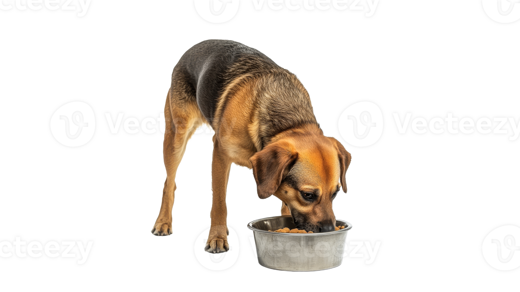 Dog enjoying meal from server bowl at home png