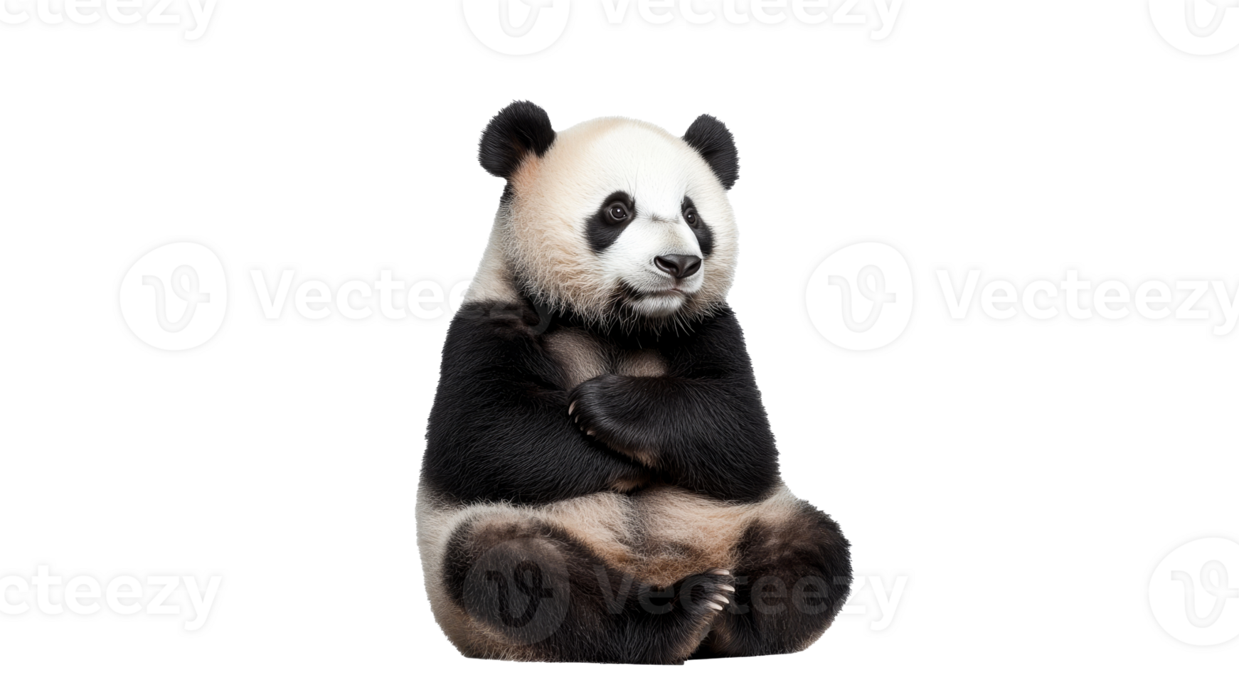 Cute panda sitting quietly with folded arms png