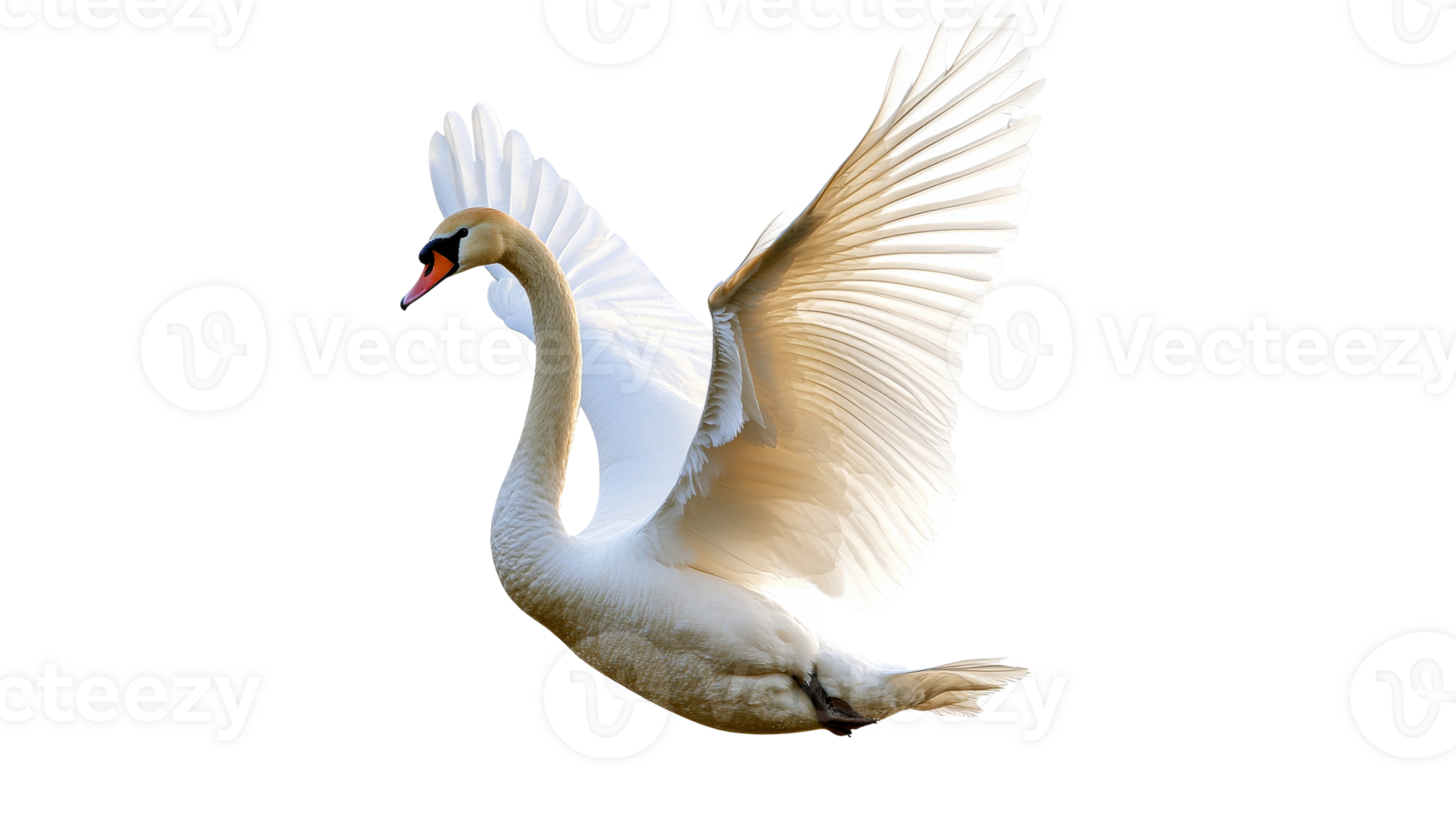 Majestic swan spreading wings in clear light png