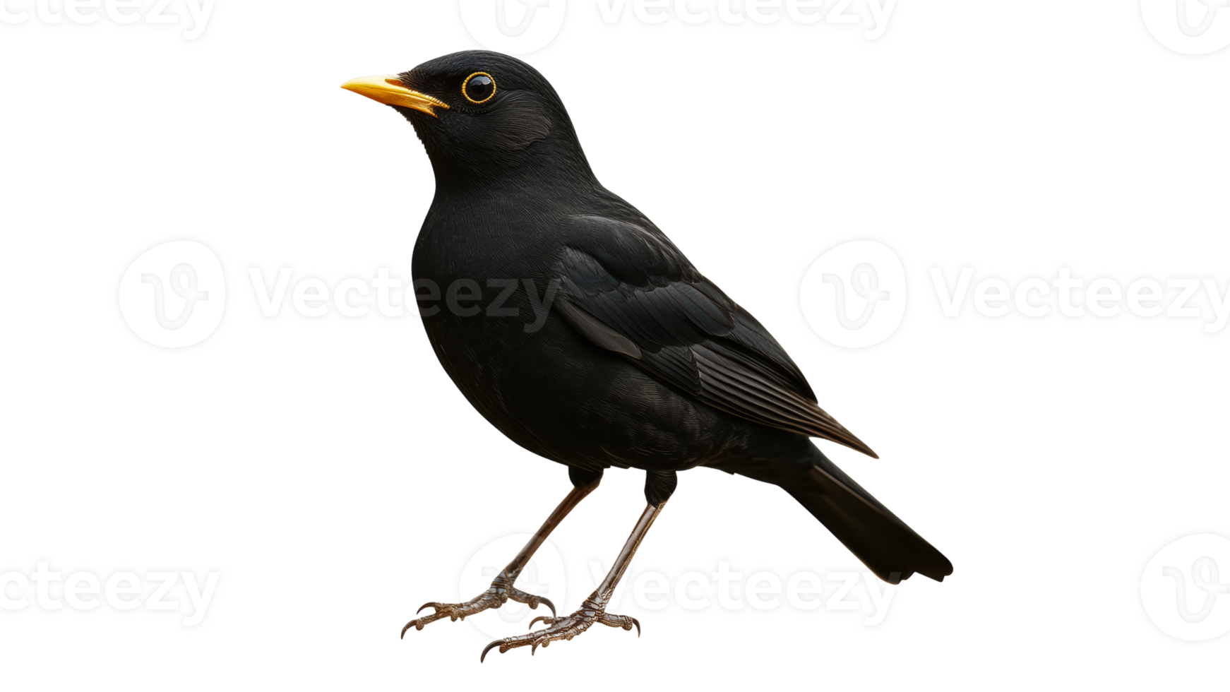 Black feathered bird with yellow beak png