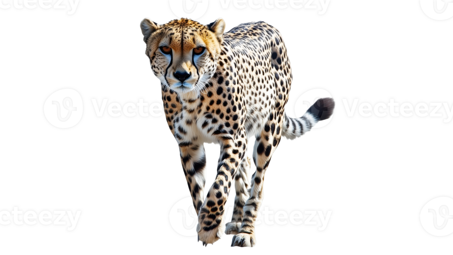 Cheetah walking on a bright background in daylight png