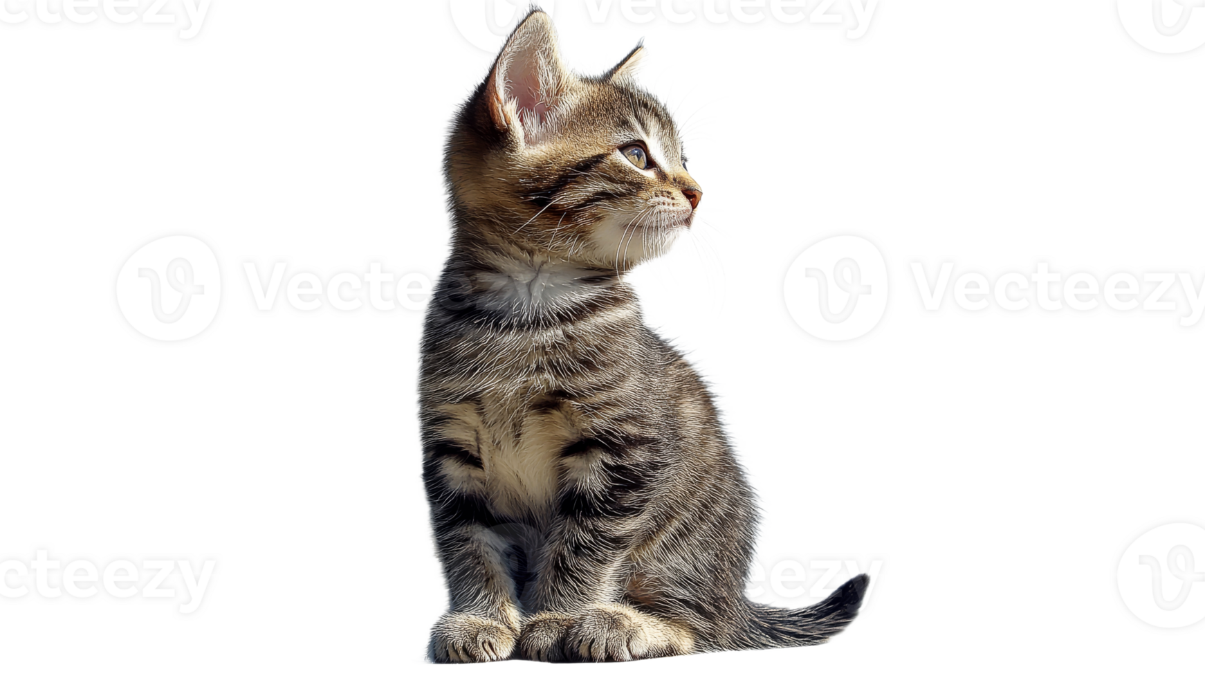 Cute tabby kitten sitting and looking curiously png