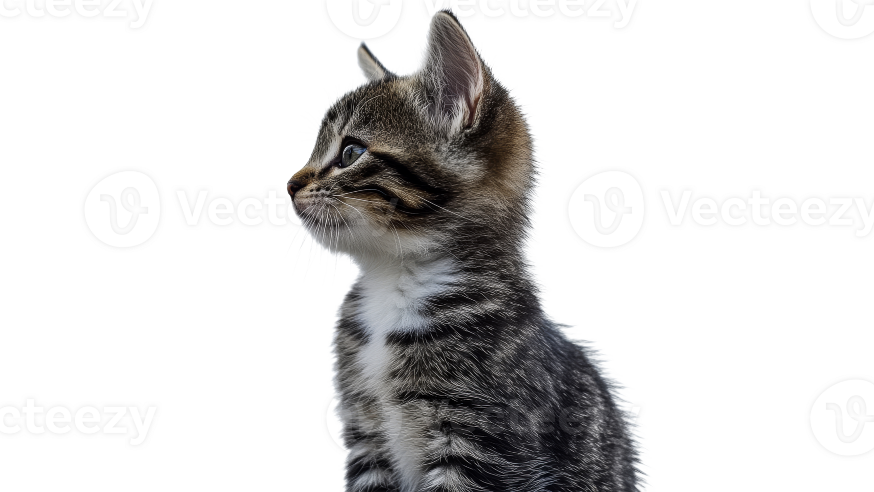 Curious kitten gazing to the side in profile view png