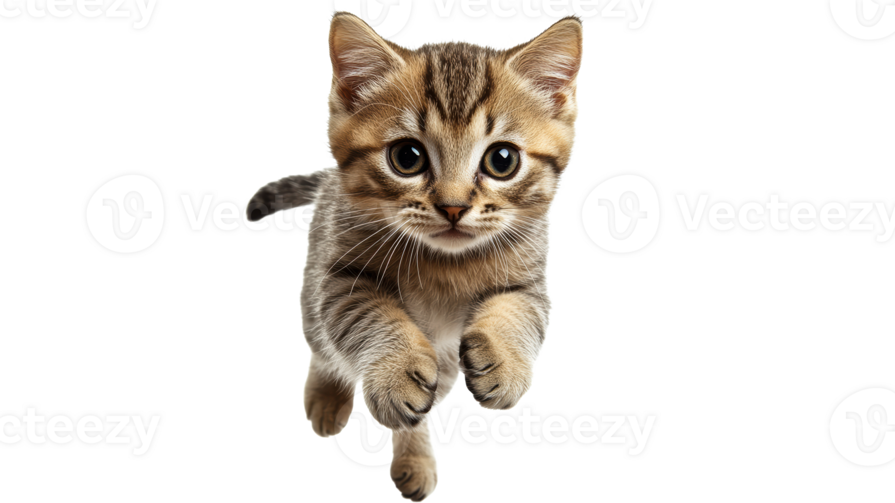 Curious kitten leaps into the air in play png